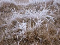 Lange Grasbüschel mit Reif verziert